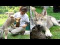 Maya introduces the new wolf ambassador at the wolf conservation center