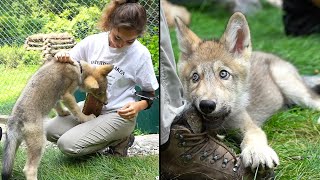 Maya introduces the NEW wolf ambassador at the Wolf Conservation Center