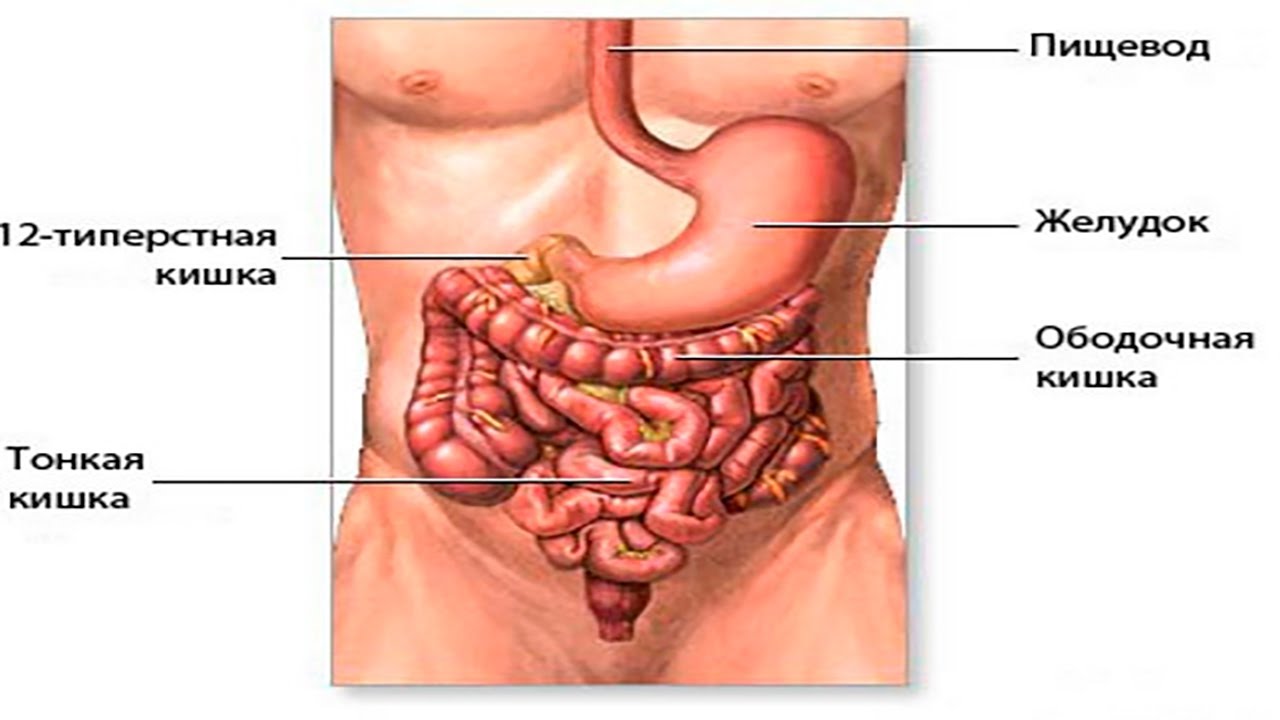 Тонкий кишечник и печень. Желудок кишечник 12 перстная. 12 Перстная кишка анатомия. Желудок анатомия человека расположение. Расположение желудка и кишечника у человека.