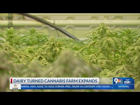 New Mexico Dairy turned Cannabis farm quickly expands
