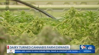 New Mexico Dairy turned Cannabis farm quickly expands