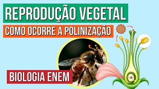 REPRODUÇÃO VEGETAL: como ocorre a polinização | Biologia para o Enem | Cláudia de Souza Aguiar REPRODUÇÃO VEGETAL: como ocorre a polinização | Biologia para o Enem | Cláudia de Souza Aguiar