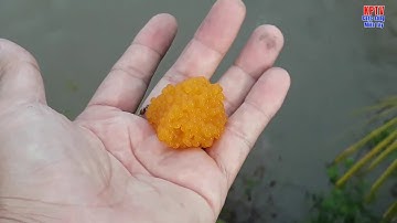 Bắt chuột đồng và mò cá trong hang | catch the mouse and catch the fish