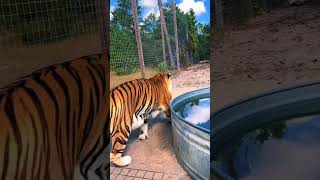 Tiger Don’t Share