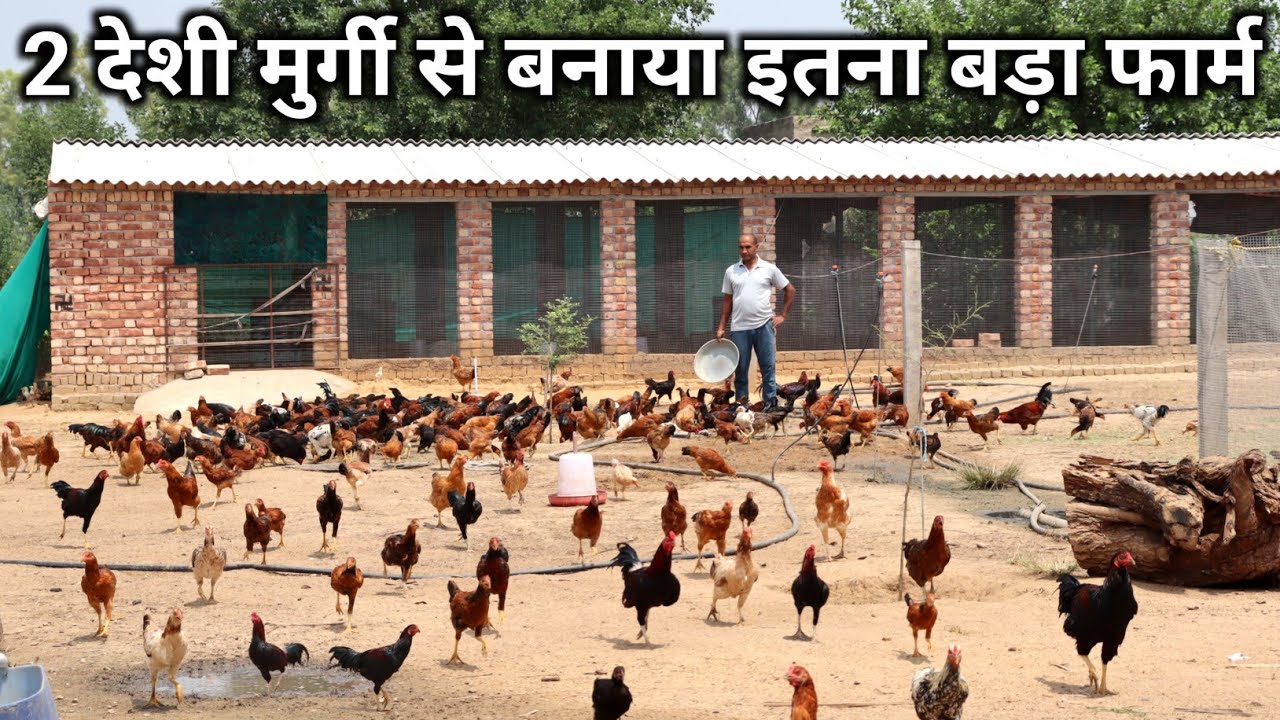 नहीं देखा होगा ऐसा Free Range Desi Murgi Farm | Free Range Desi Murgi Palan | Desi Poultry Farming