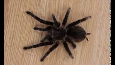 Tarantula Walk Cycle
