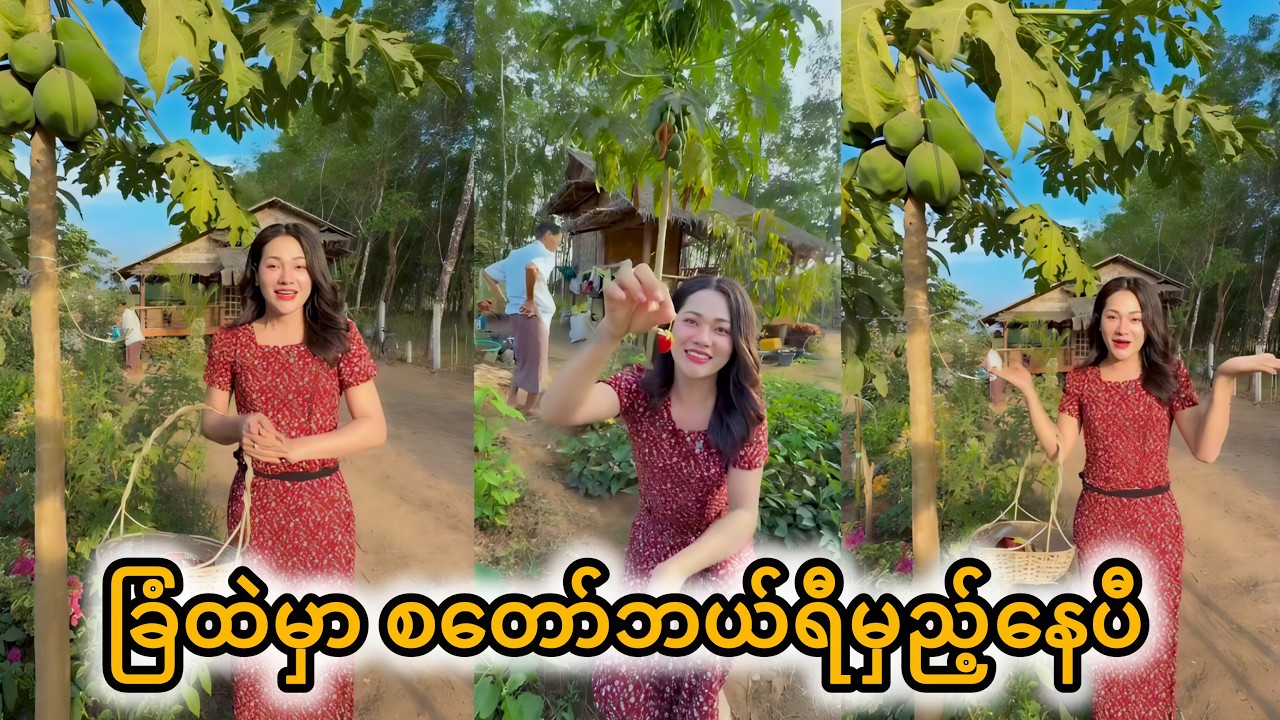 ဆန်းခြံထဲမှာ စတော်ဘယ်ရီတွေမှည့်နေပီ ချစ်တို့ရေ😍😍