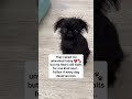 #puppylove #dogsdaily #doggo #lastchancepawsrescue #pethome