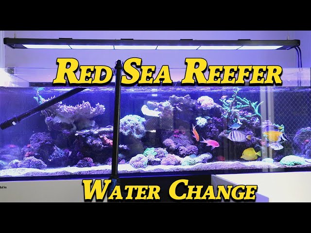 Red Sea Reefer Water Change --- Gallery Aquatica TV class=