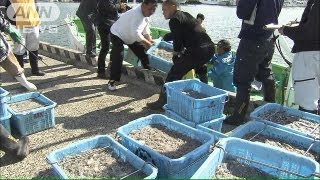 茨城で2年ぶりにシラス漁再開　原発事故後休漁経て（13/05/07）