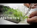 Conducting maintenance and restoring the aesthetics of the moss wall terrarium after 8 months
