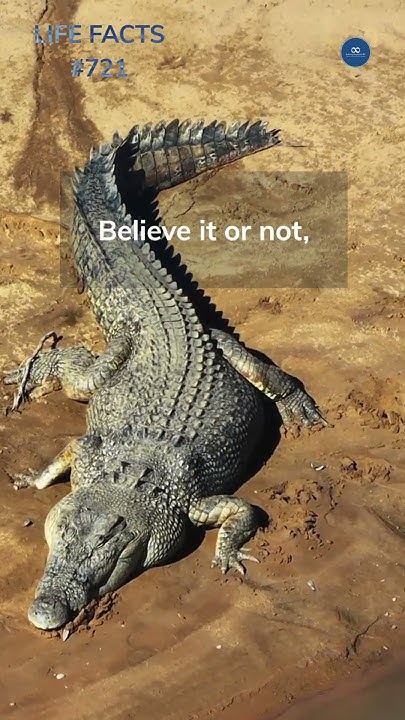 721. Ancient Appetite! How Long Can Crocodiles REALLY Live? - YouTube