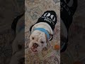 Wide retriever #bulldog #englishbulldog # football#touchdown