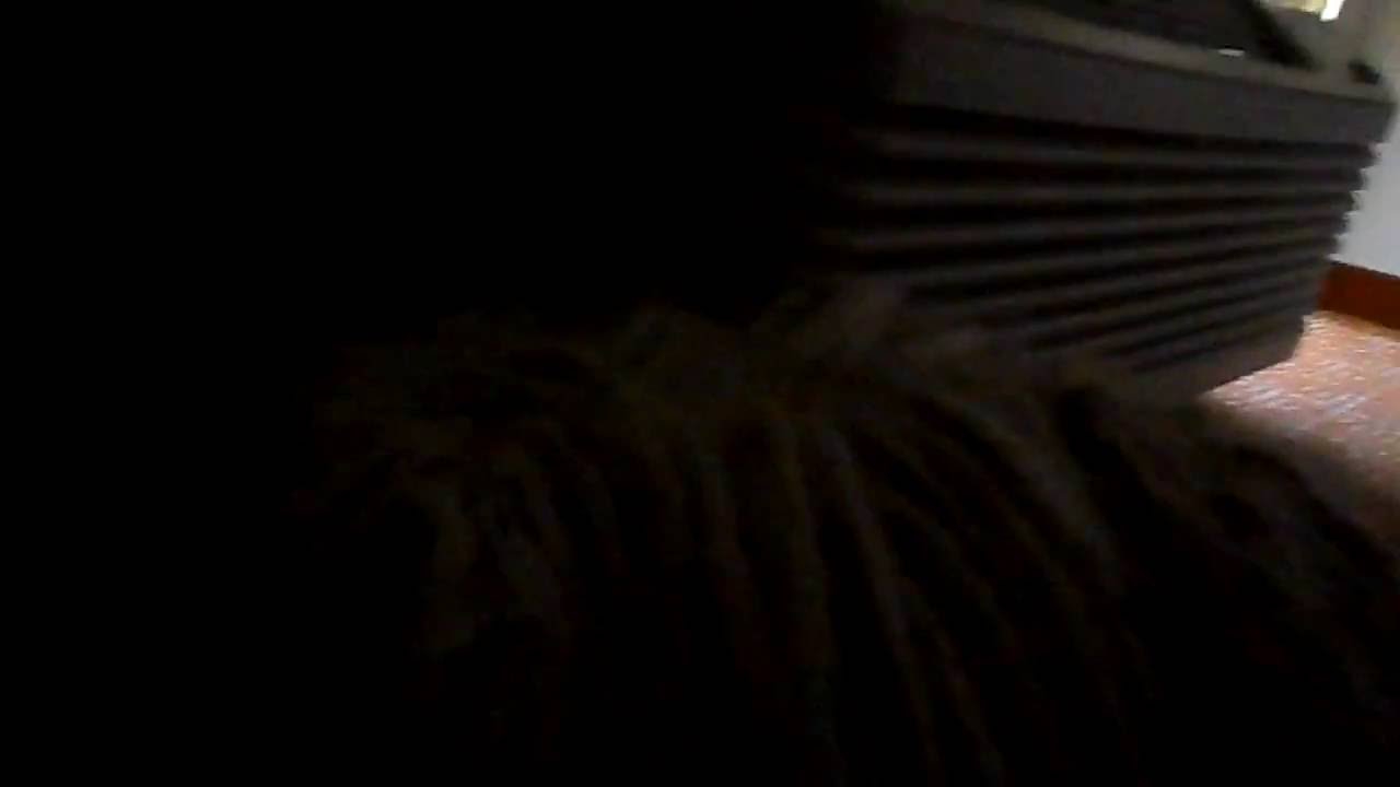 (Part 5) “Lucky” Road Trip Rescue Mission – Chesapeake, VA. - August, 2016