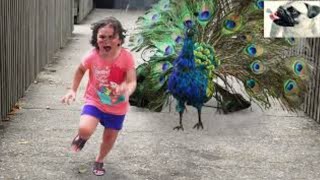 Funny peacocks Attacking People Compilation