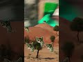 cat dance 🩰🪩