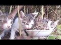 野良猫のメイさんが子猫を産んでたのでごはんをあげてみました