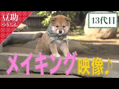 豆助通信】メイキング映像♪ 13代目豆助＜柴犬・豆柴＞ - YouTube