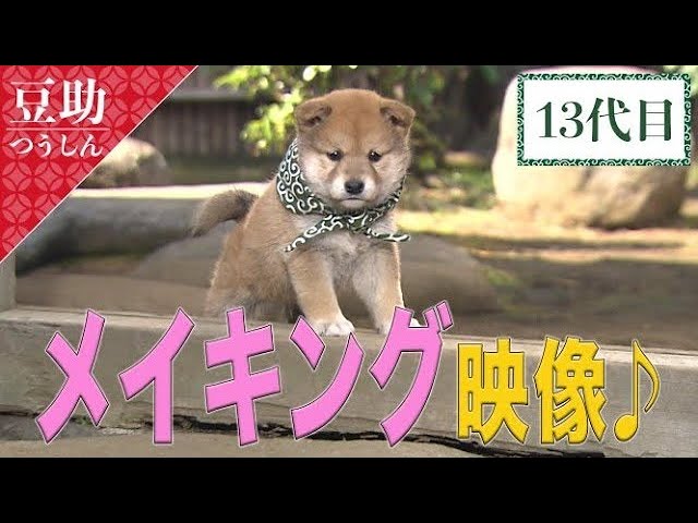 豆助通信】メイキング映像♪ 13代目豆助＜柴犬・豆柴＞ - YouTube