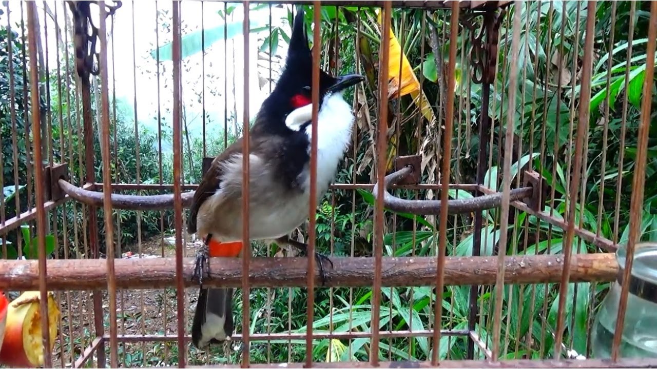 Chào mào huế hót giọng 56789 cực đã 2020- kích bổi già rừng căng lửa nhất - Bird