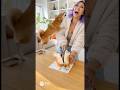They Cuts an Animal Cake...Real Animal gets confused🐒🦜🐈🐕#shorts #viralvideo