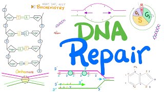 How DNA Repairs Itself (Proofreading, Oncogenes, Tumor Suppressor Genes, Mismatch, Excision Repair) screenshot 2