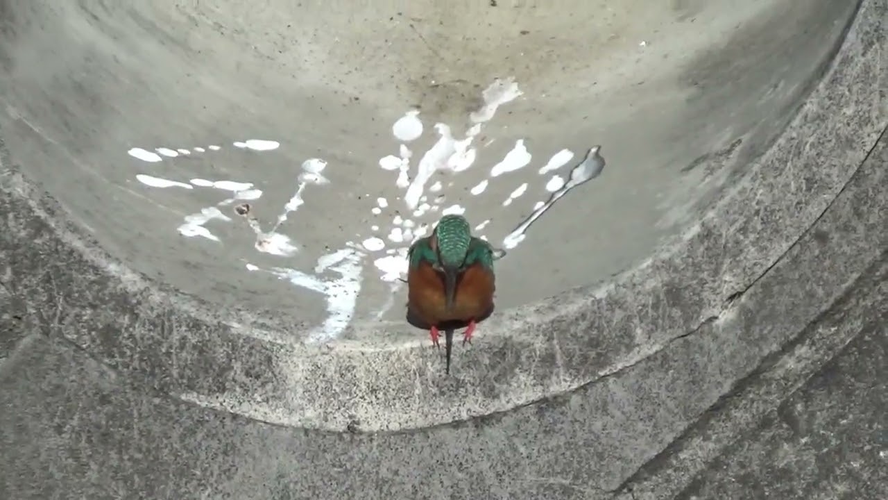 河津桜とカワセミとチュウサギとカラス - YouTube