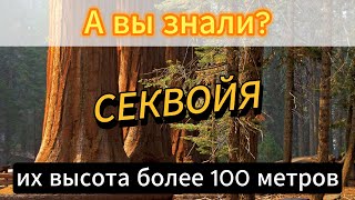 🙃 Секвойя - самое большое дерево, по сравнению с ним остальные деревья просто кусты.