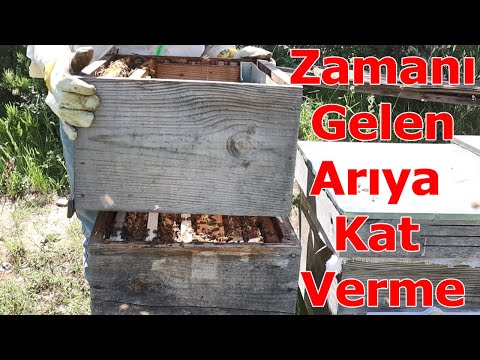 Zamanı Gelen Arıya Kat Verme İşlemi 2021