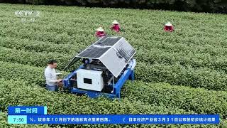 [第一时间]浙江杭州：春茶采摘旺季 机器人来助力| 财经风云