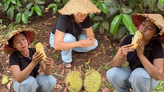 Fruits are ripening: Rambutan, Mangosteen, Durian; enjoy vine-ripened durian at the orchard | TNCM