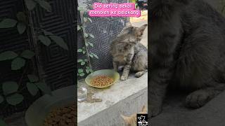 Kucing Jalanan Ini Sering Menoleh ke Belakang Saat Makan Karena Trauma #cat#cats#straycat#catlovers