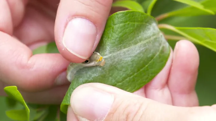 Creating Habitat for Wildlife in Your Backyard wit...