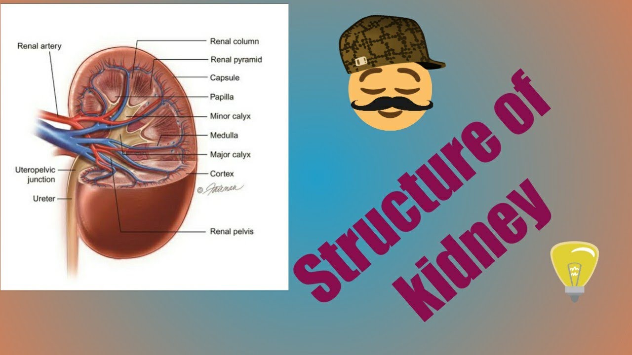 Structure of kidney (Part 1) - YouTube