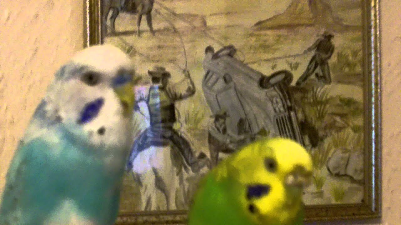 Our two lovely budgies on Sunday morning 25th Sept 2011