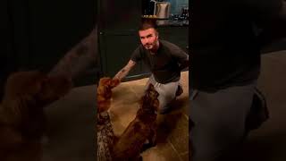 David Beckham Celebrates International Dog's Day With Lovely Dogs