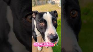 Terrified Pitbull Beauty Gets Adopted Happy Tears