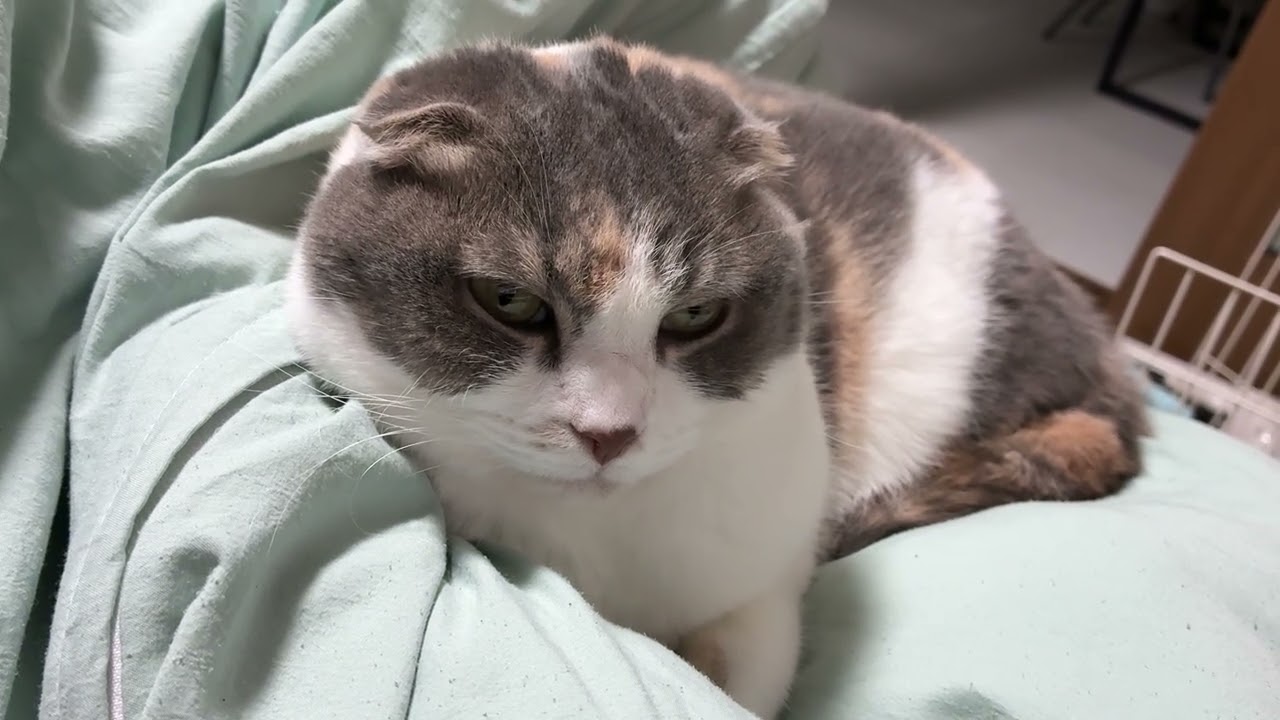 ねこ YouTube
