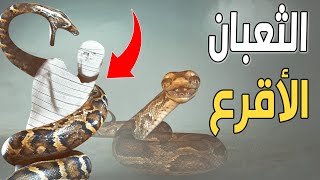 ما هو شكل الثعبان الأقرع وما صفاته؟ وكيف سيخرج للإنسان في القبر ويعذبه؟ اللهم سلّم وعافنا