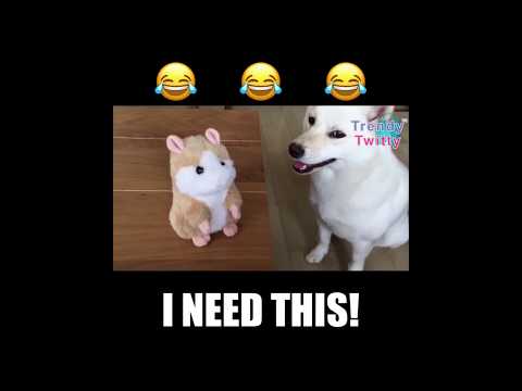 funny-talking-hamster