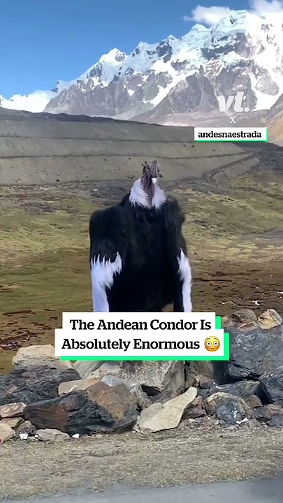 The Andean Condor is absolutely enormous 😳