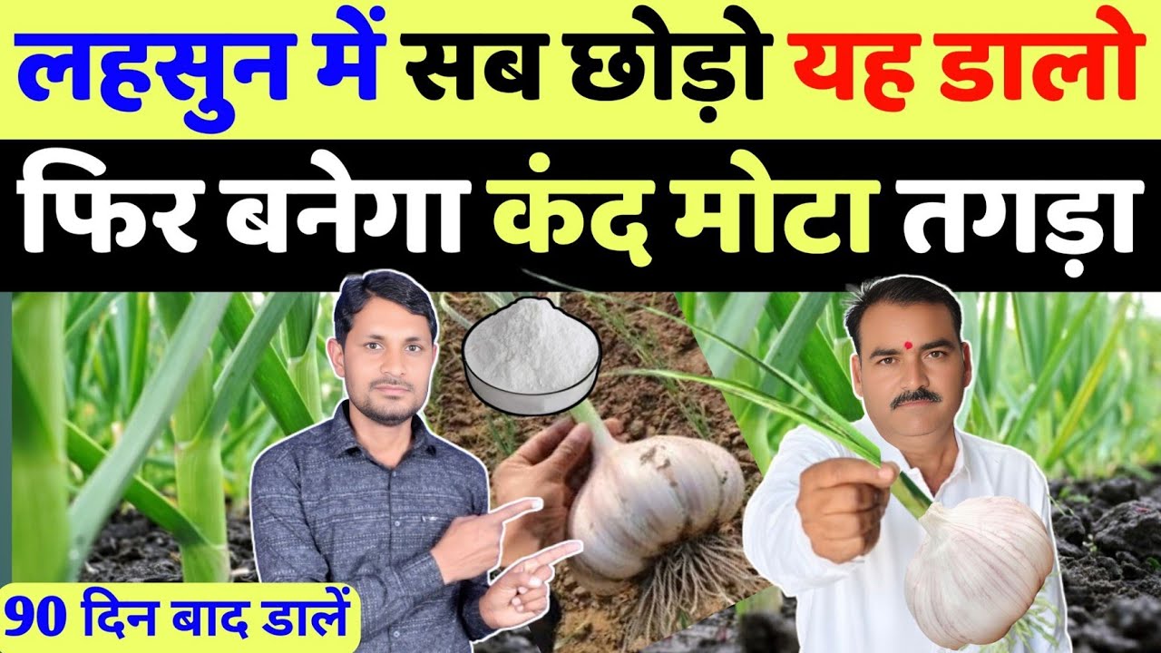 लहसुन में डाल दो यह चमत्कारी चीज कंद बनेगा मोटा तगड़ा | lahsun ke kand ko mota kaise kare