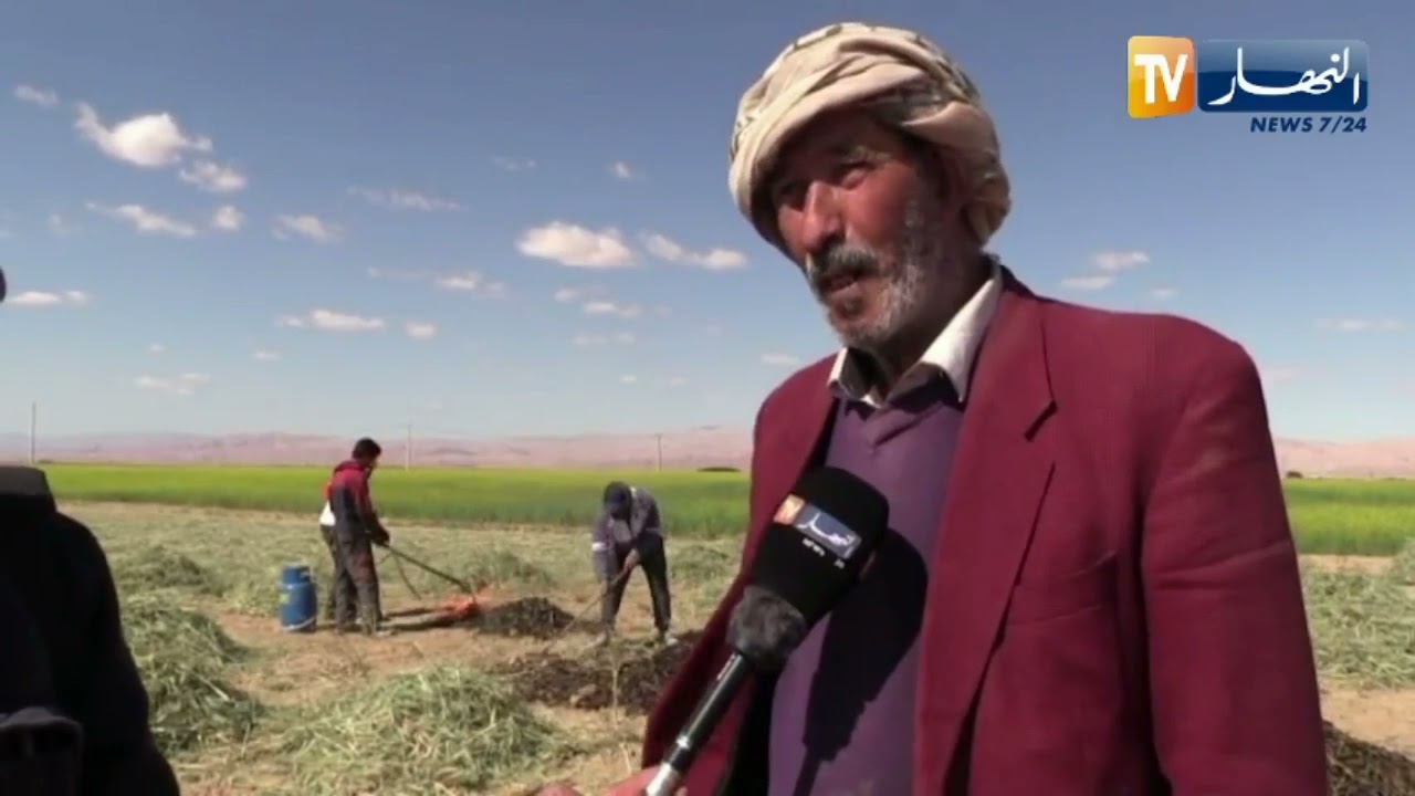 خنشلة : إنهيار سعر مادةالفريك يؤرق فلاحي منطقة صحراء نمامشة