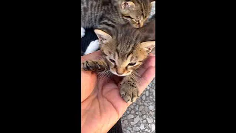 Video 11777841: cats kitten funny catlover, cats catlover kitten cute