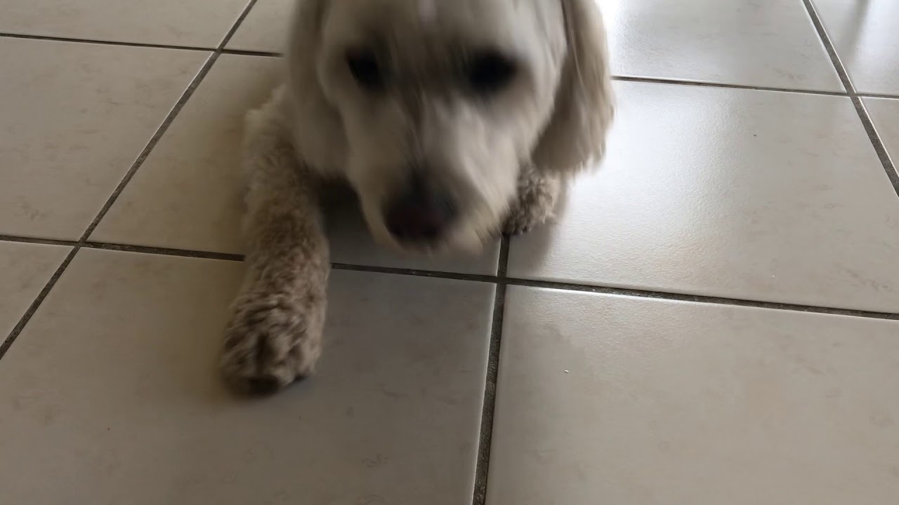 Teddy stridor or obstruction breathing