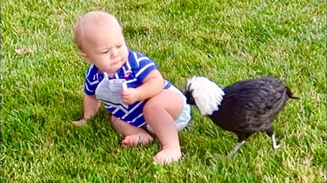 canon definicion CHICKENS VS BABY!