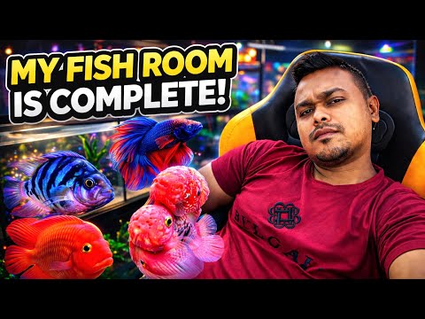 My Fish Room is Complete! All my Fishes are Breeding!! 😍