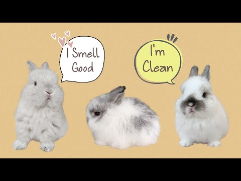 Video: Cara Menjaga Bau