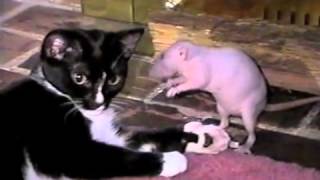 Cat and Rat Wrestle and Cuddle- PetTube