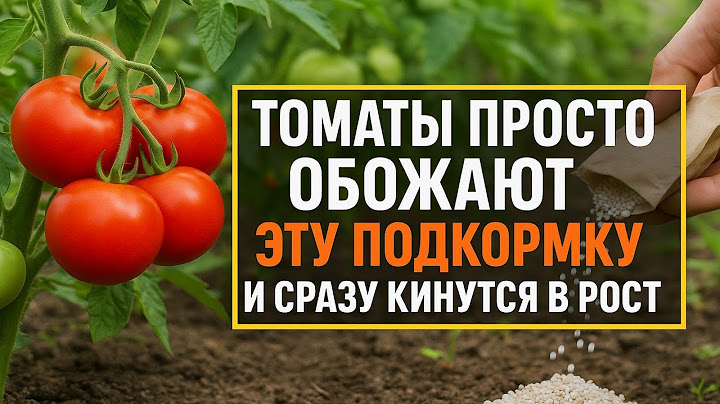 Томаты обожают эту подкормку! Урожай будет в 10 раз больше, если подкормить помидоры этим